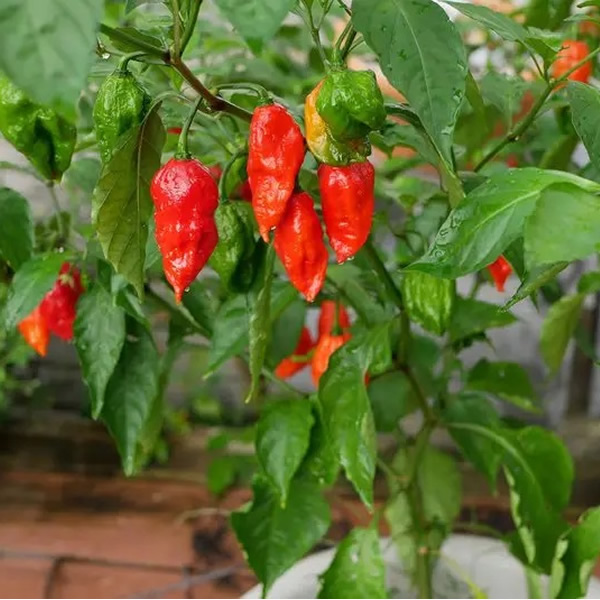 Bhut Jolokia Red Chili Pepper Seeds