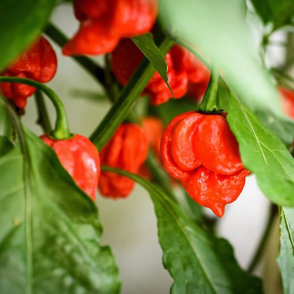Trinidad Scorpion Red Chili Pepper Seeds