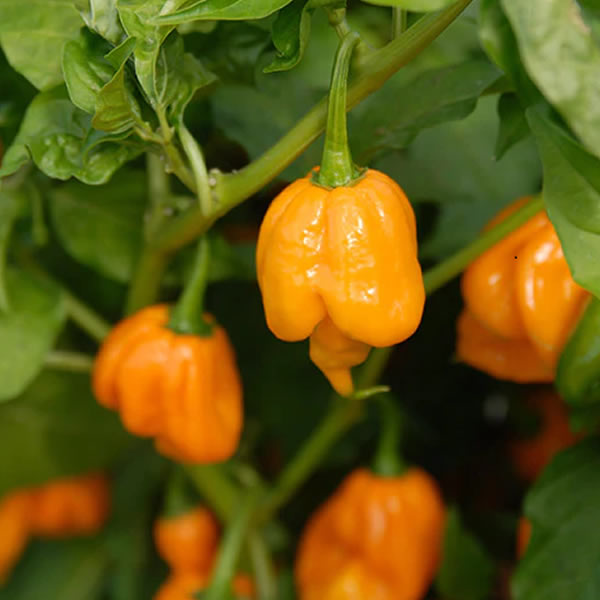 Trinidad Scorpion Yellow Chili Pepper Seeds