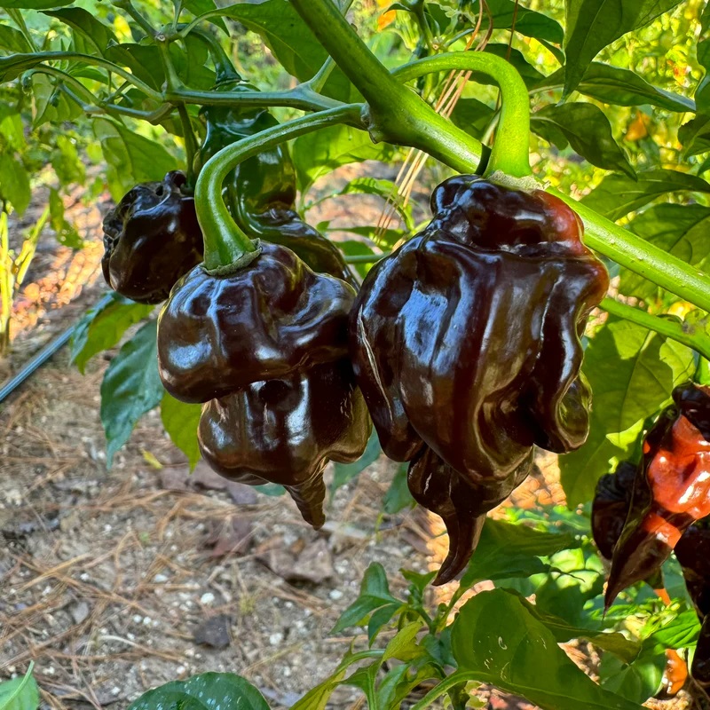 Trinidad Scorpion Chocolate Chili Pepper Seeds