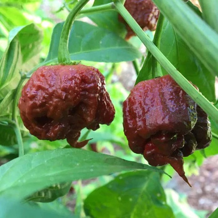 Carolina Reaper Chocolate Chili Pepper Seeds