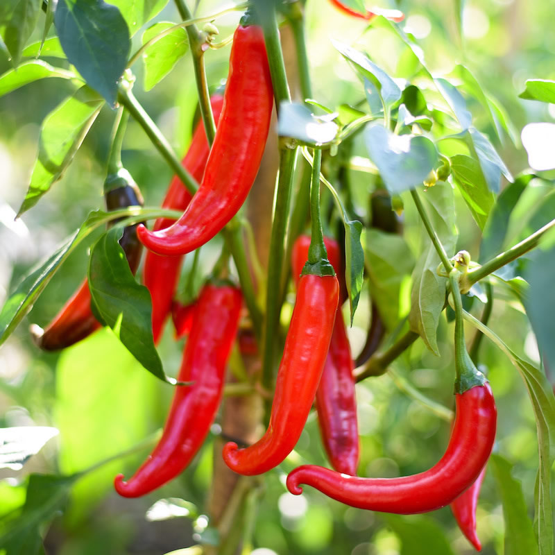 Cayenne Red Chili Pepper Seeds
