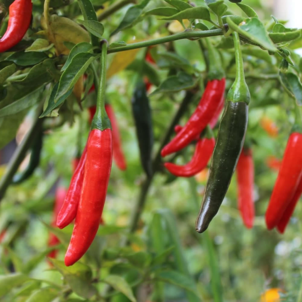 Cayenne Red Chili Pepper Seeds