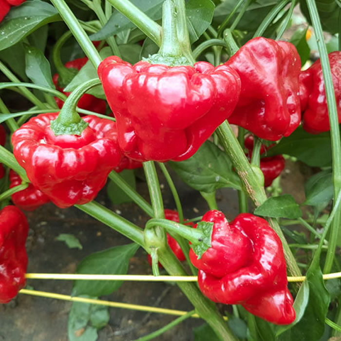 Scotch Bonnet Red Chili Pepper Seeds