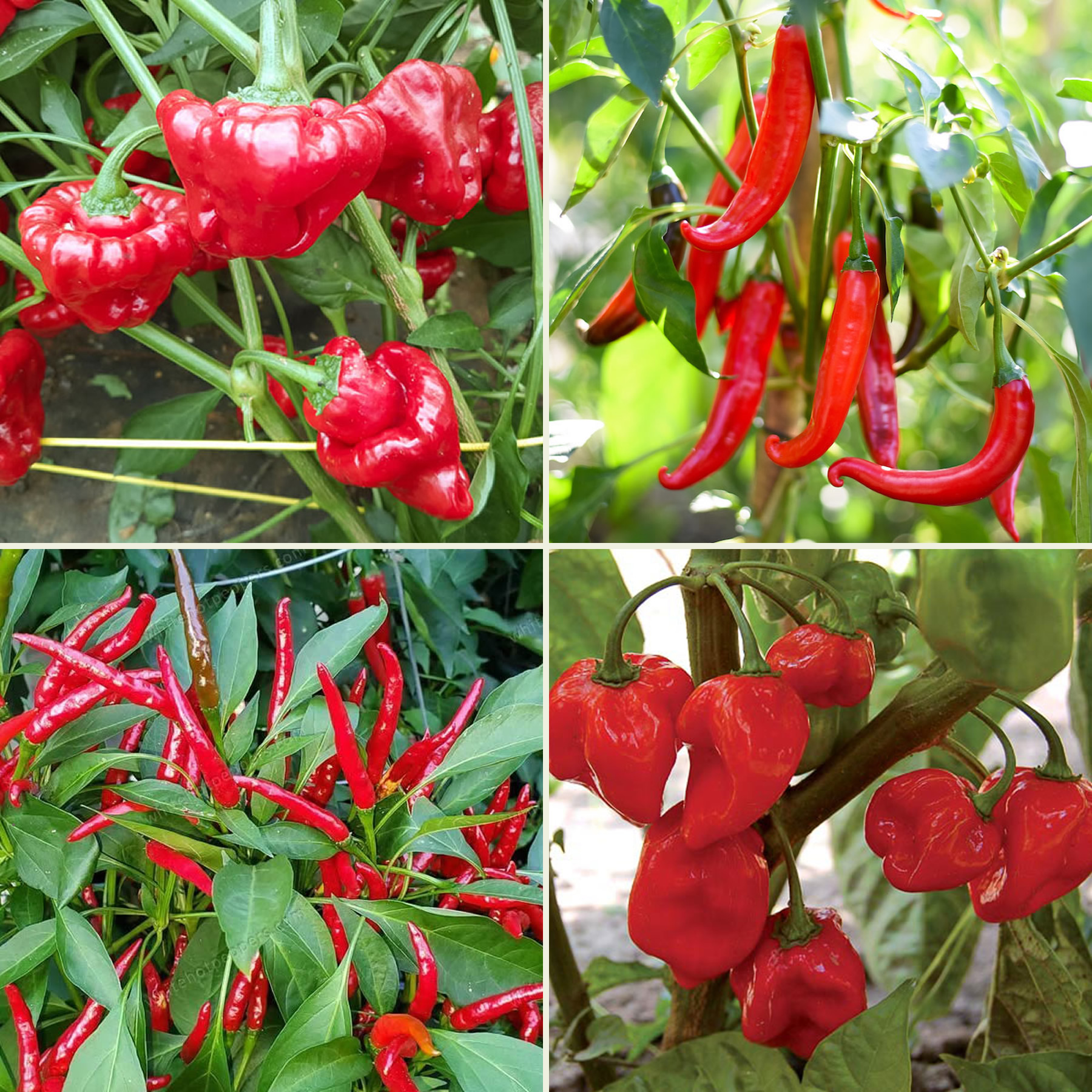 Hot Chili Seeds Multi Pack