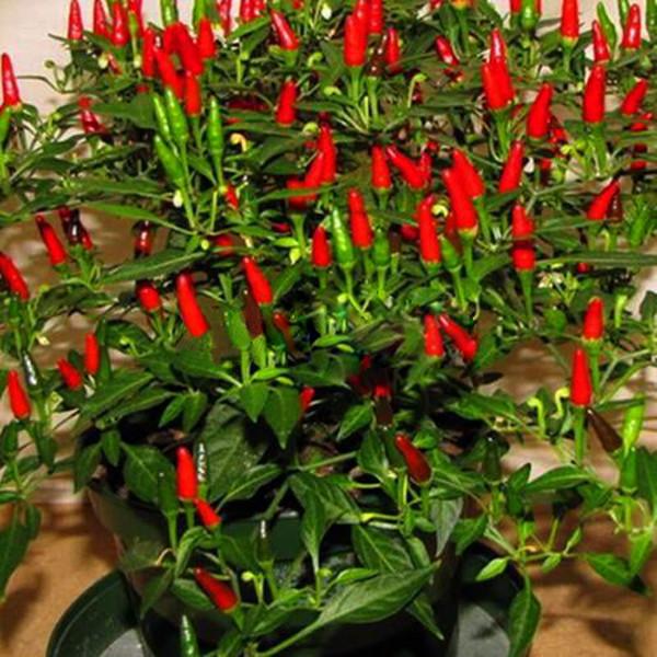 Birds Eye Chili Pepper Seeds growing on plant