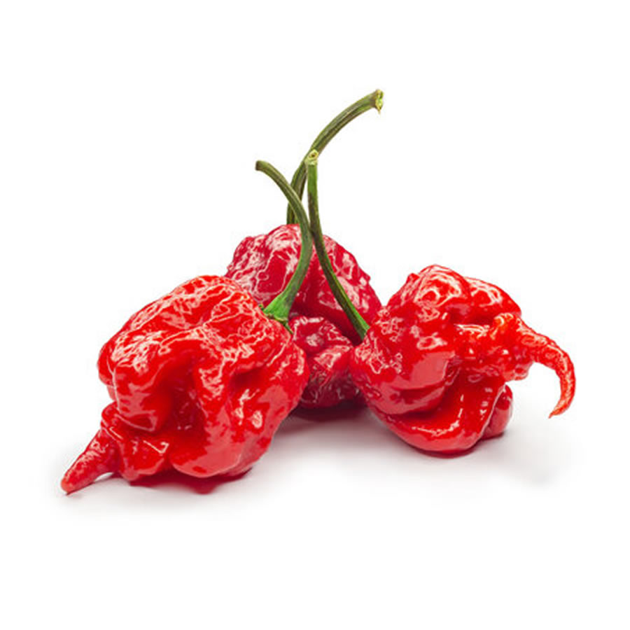 Carolina Reaper Red Chili Plant Seedling styled presentation