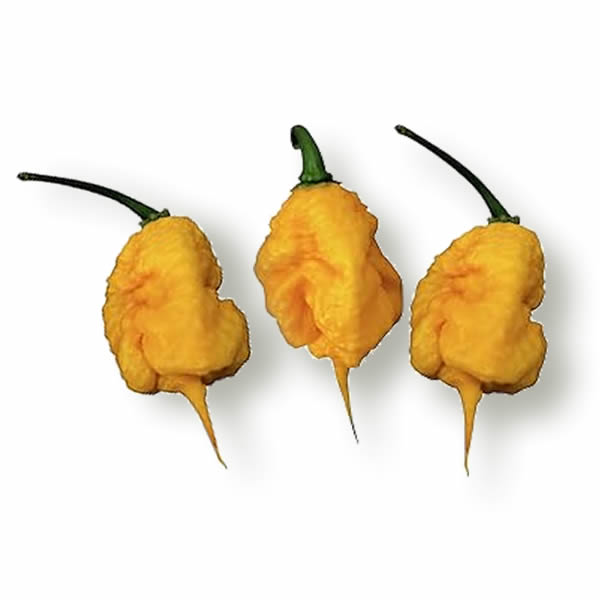 Carolina Reaper Yellow Chili Pepper Seeds styled presentation