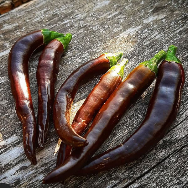 Cayenne Chocolate Chili Pepper Seeds styled presentation
