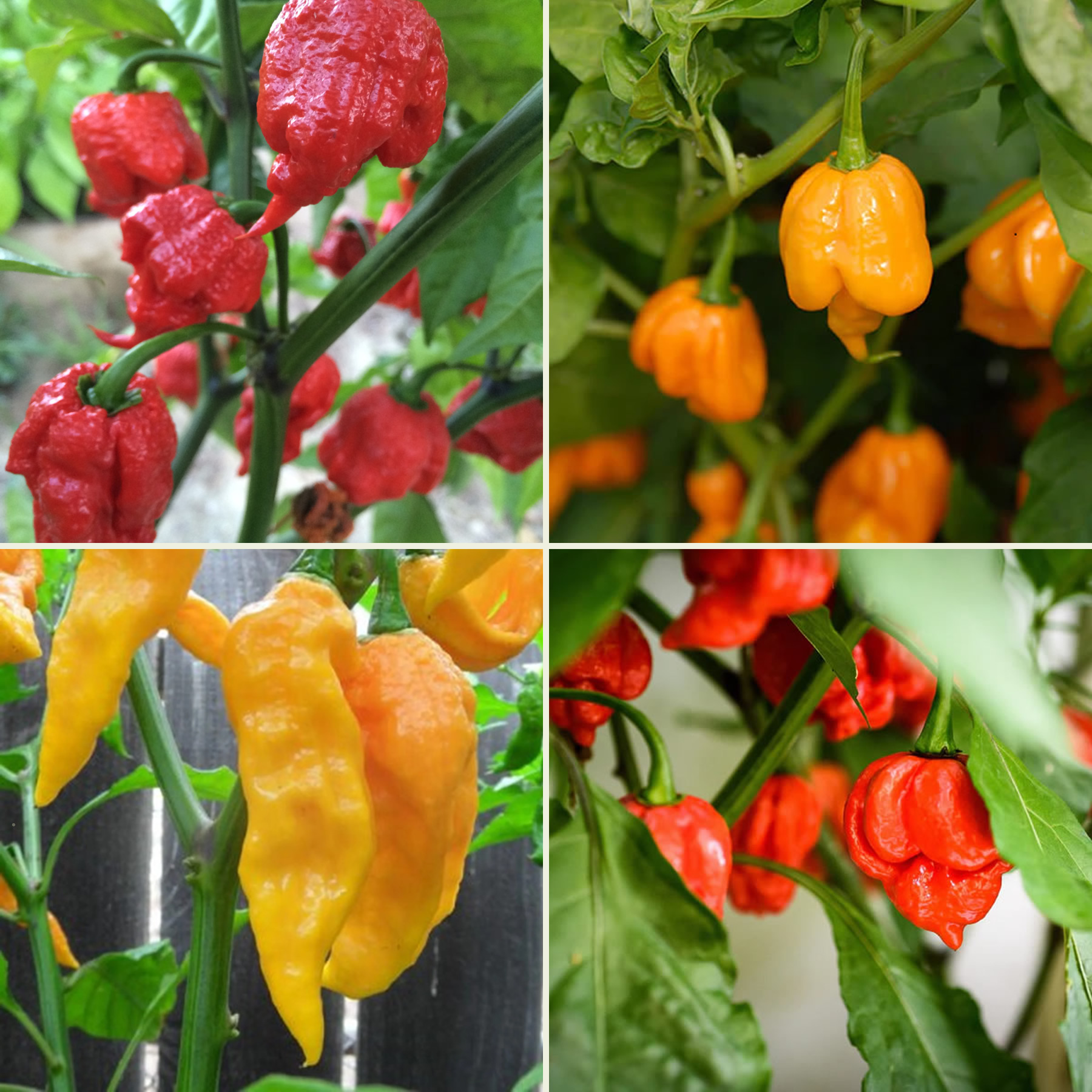 Extreme Heat Chili Seeds Multi-Pack main image
