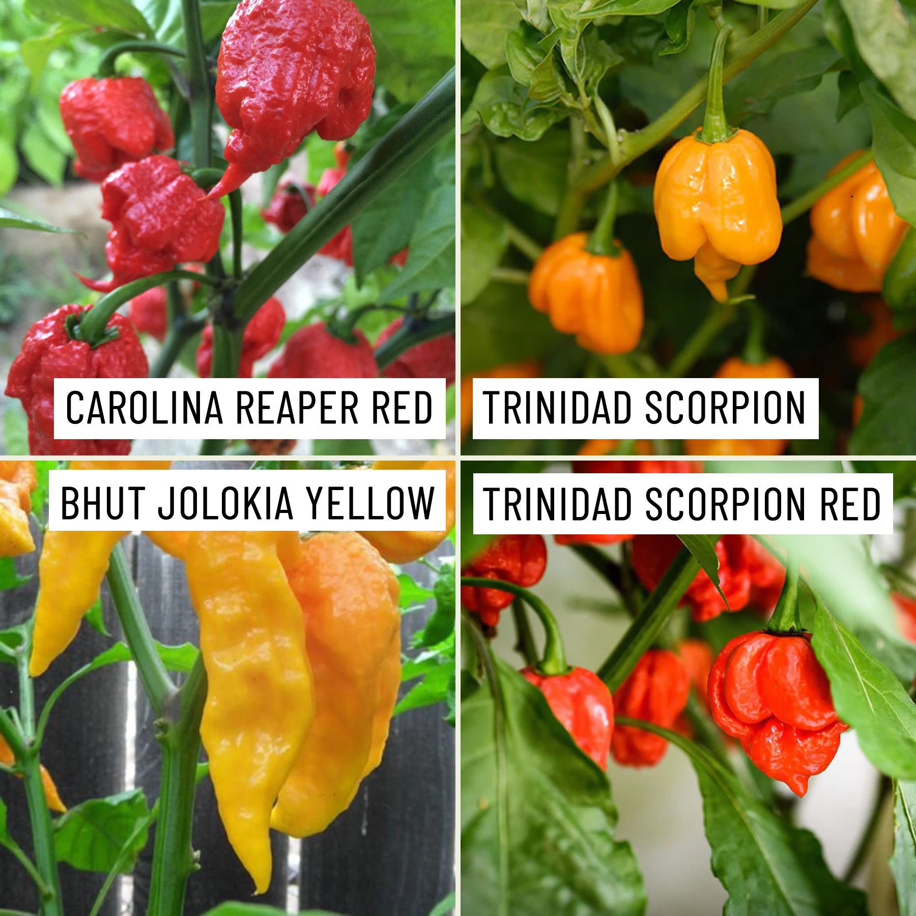 Extreme Heat Chili Seeds Multi-Pack growing on plant