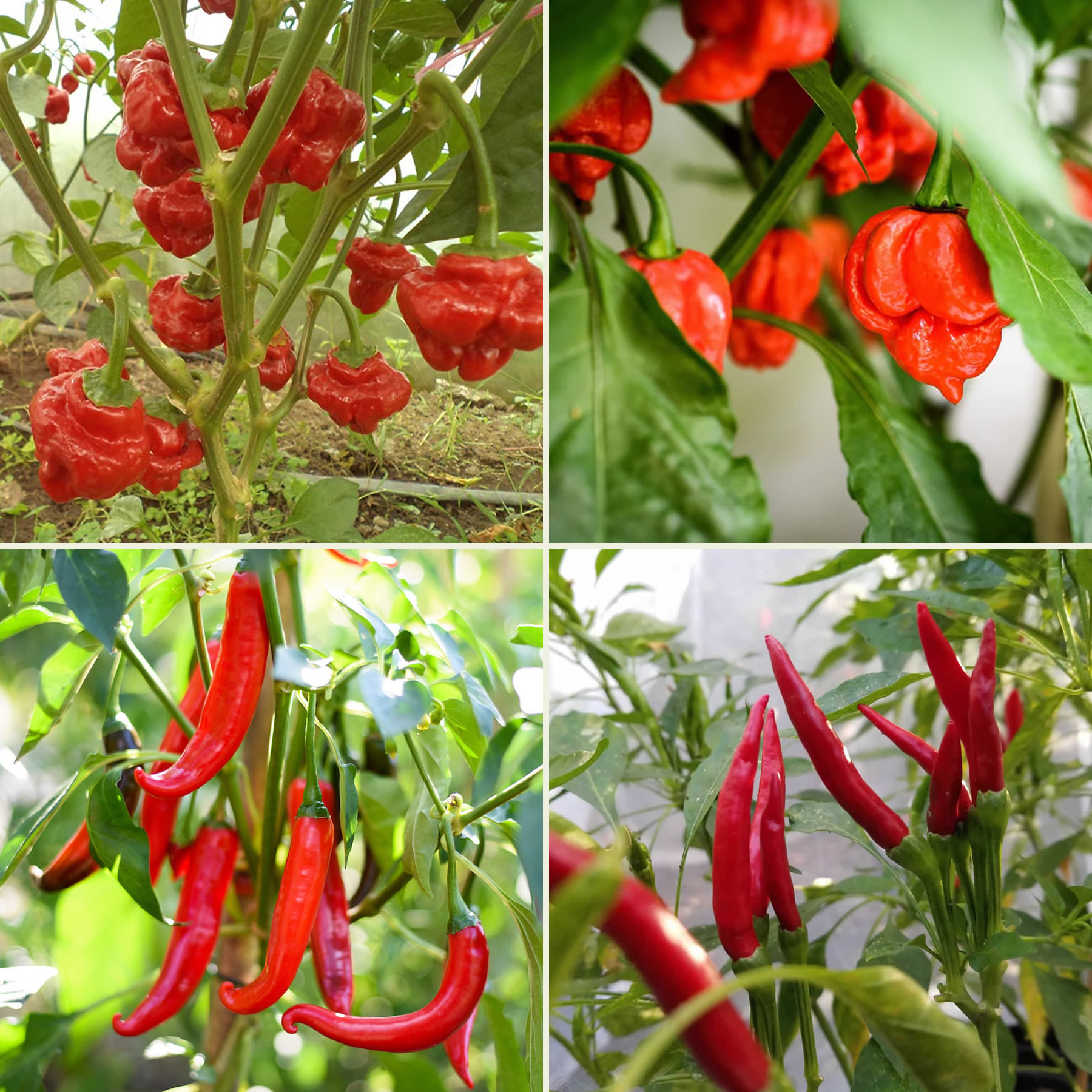 Fiery Favourites Chili Seeds Multi-Pack main image