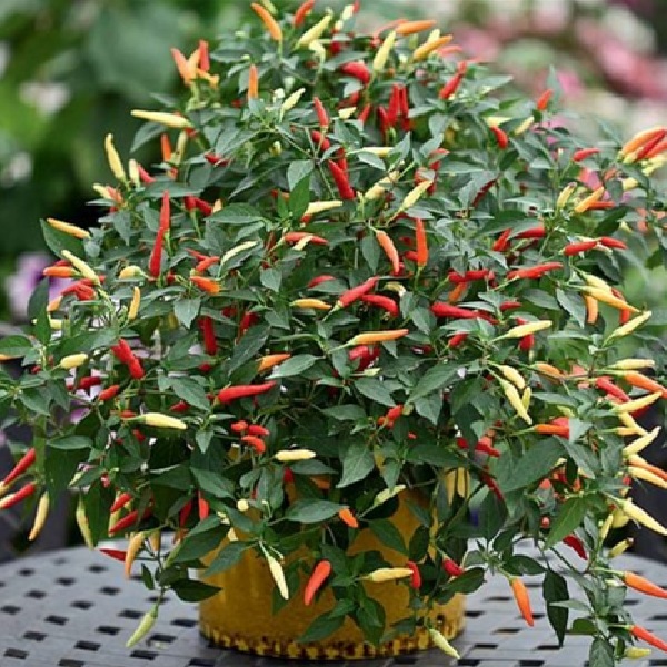 Basket of Fire Chili Pepper Seeds main image