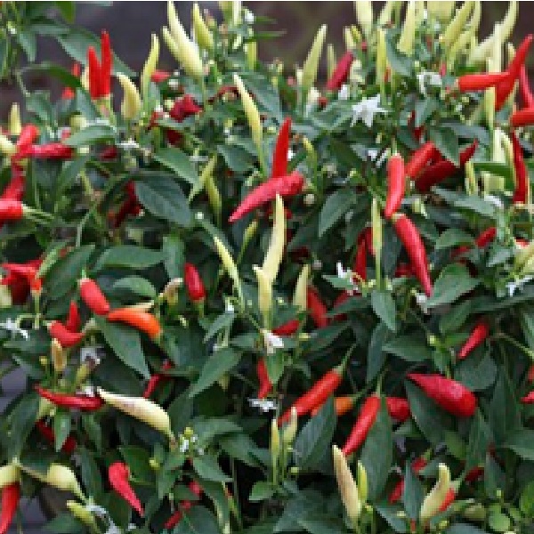 Basket of Fire Chili Pepper Seeds growing on plant