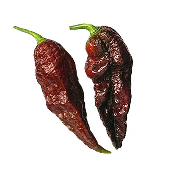 Bhut Jolokia Chocolate Chili Pepper Seeds styled presentation
