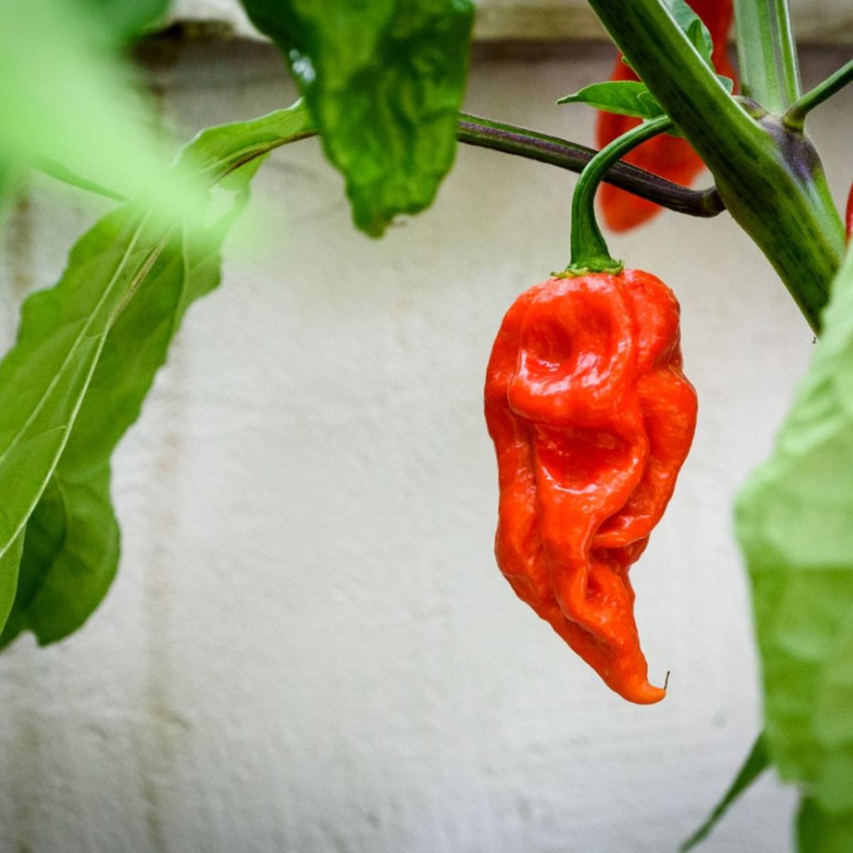 Bhut Jolokia Red Chili Pepper Seeds main image