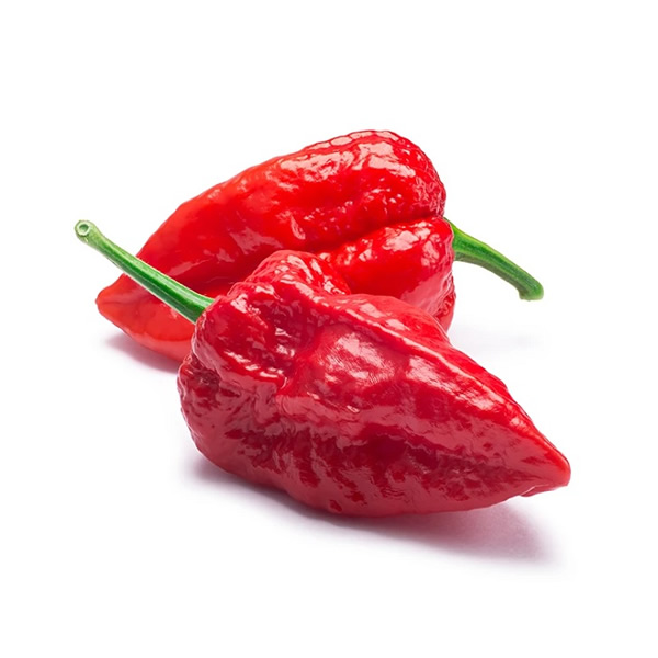 Bhut Jolokia Red Chili Pepper Seeds styled presentation
