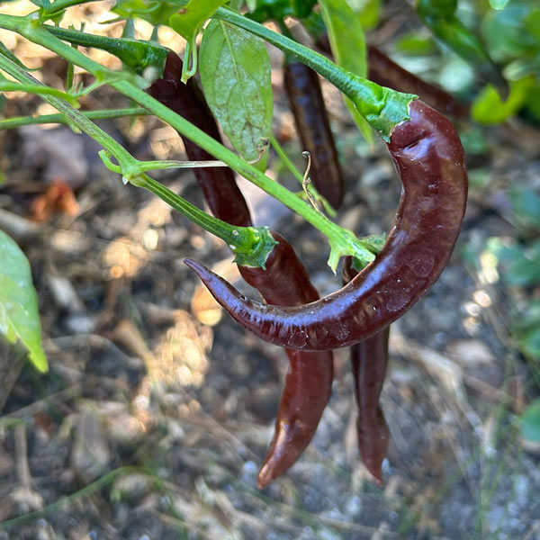 Cayenne Chocolate Chili Pepper Seeds growing on plant