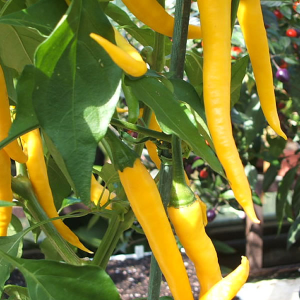 Cayenne Yellow Chili Pepper Seeds growing on plant