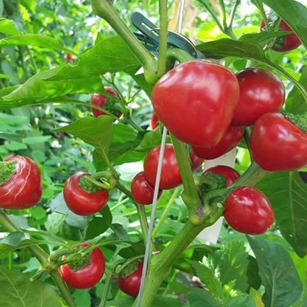 Cherry Bomb Chili Pepper Seeds main image