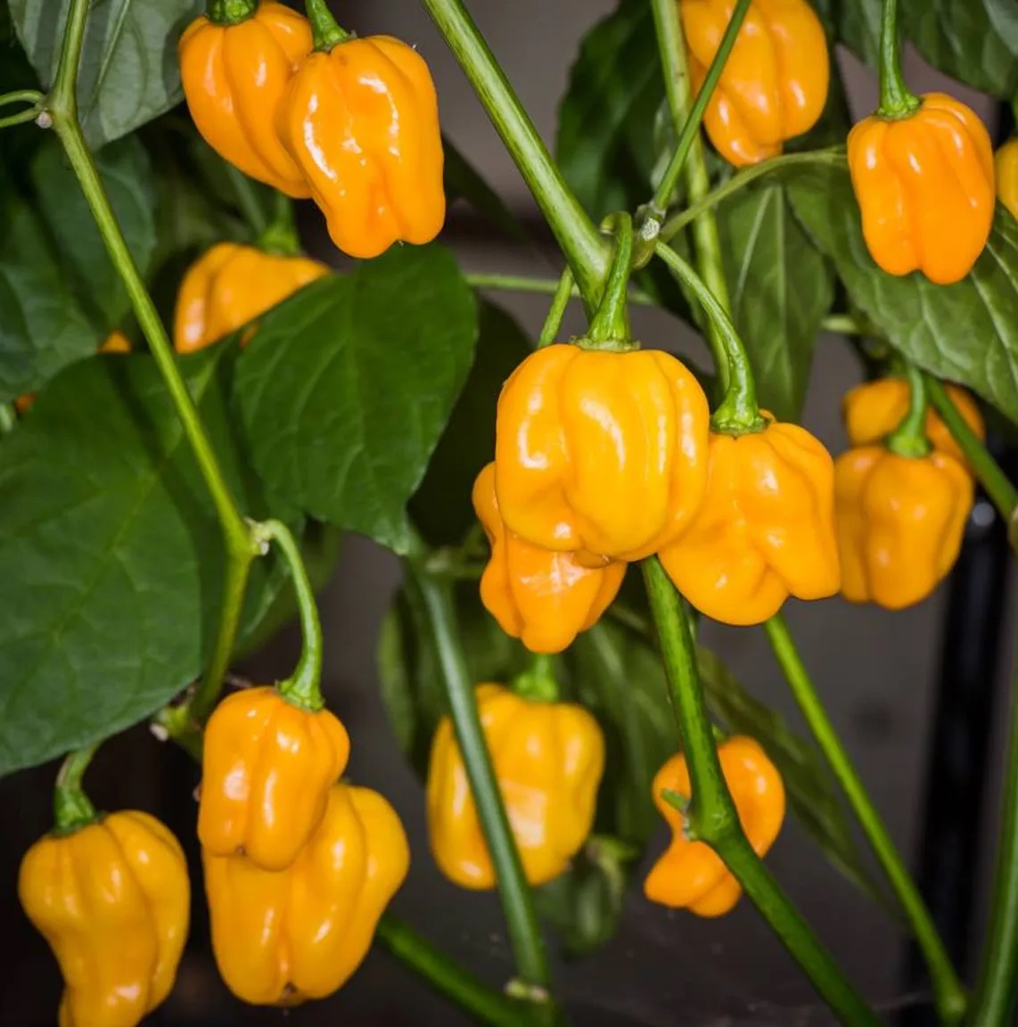 Habanero Yellow Chili Pepper Seeds growing on plant