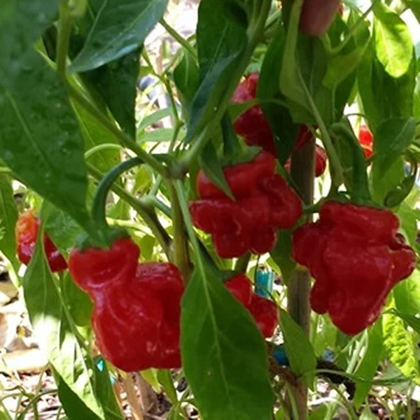 Jamaican Red Chili Pepper Seeds growing on plant