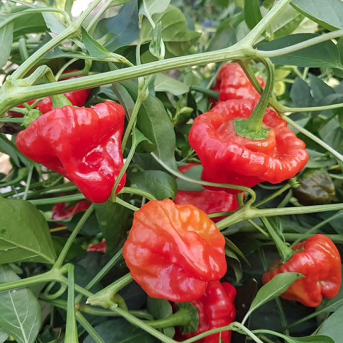 Scotch Bonnet Chili Pepper Seeds growing on plant