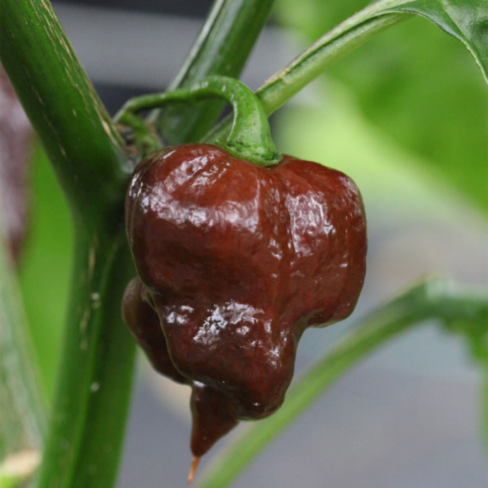 Trinidad Scorpion Chocolate Chili Pepper Seeds growing on plant