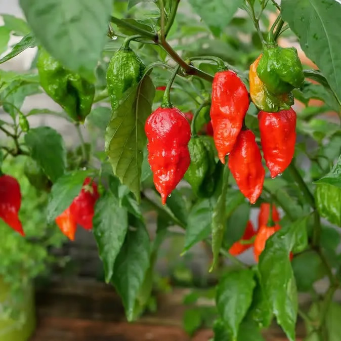Bhut Jolokia Red Chili Pepper Seeds growing on plant