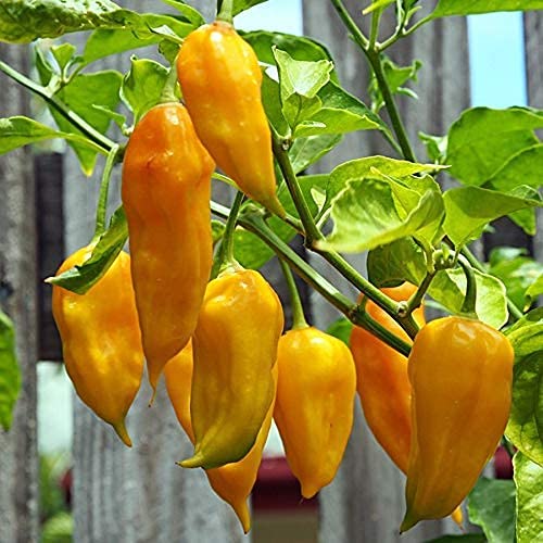 Bhut Jolokia Yellow Chili Pepper Seeds growing on plant