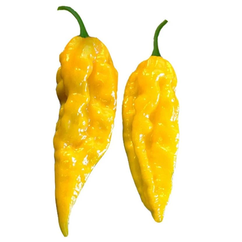 Bhut Jolokia Yellow Chili Pepper Seeds styled presentation