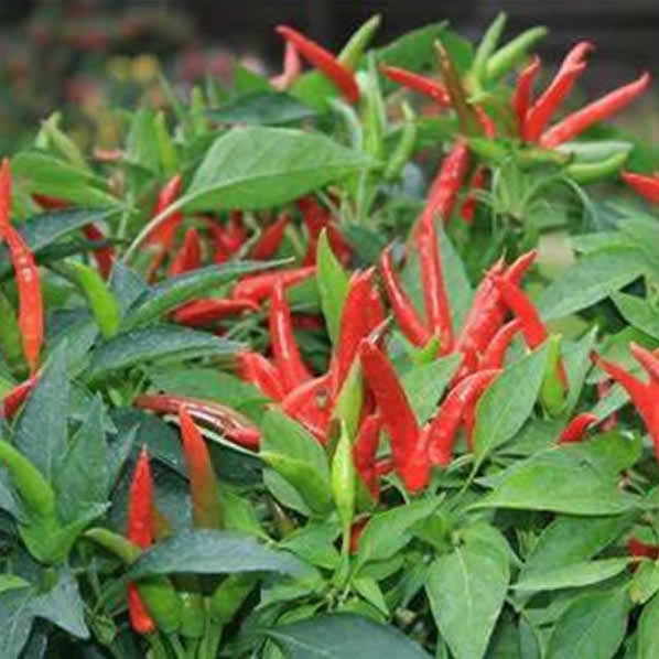 Birds Eye Chili Pepper Seeds main image