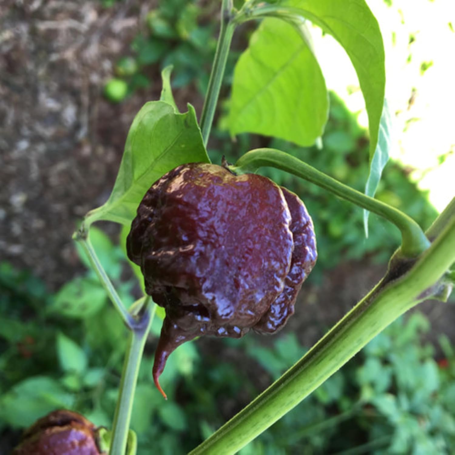 Carolina Reaper Chocolate Chili Pepper Seeds growing on plant