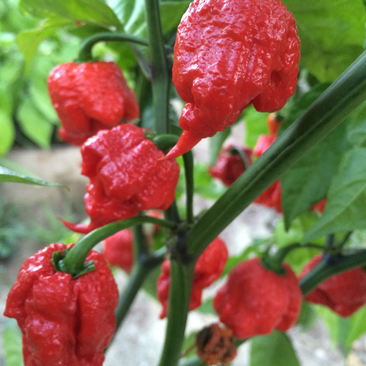 Carolina Reaper Red Chili Pepper Seeds main image