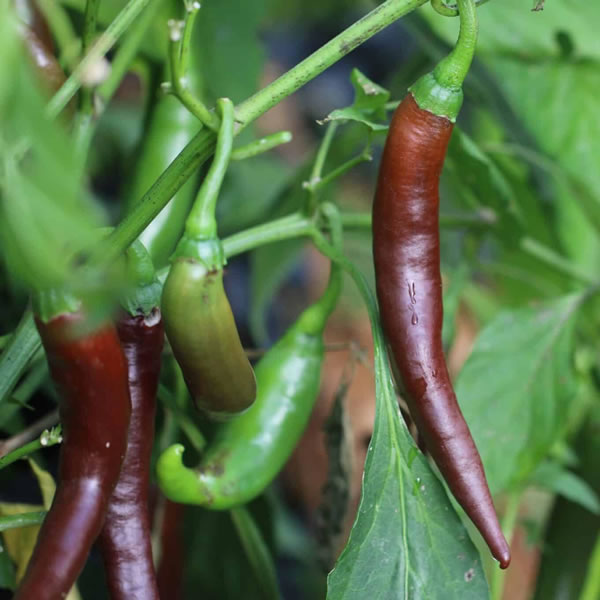 Cayenne Chocolate Chili Pepper Seeds main image