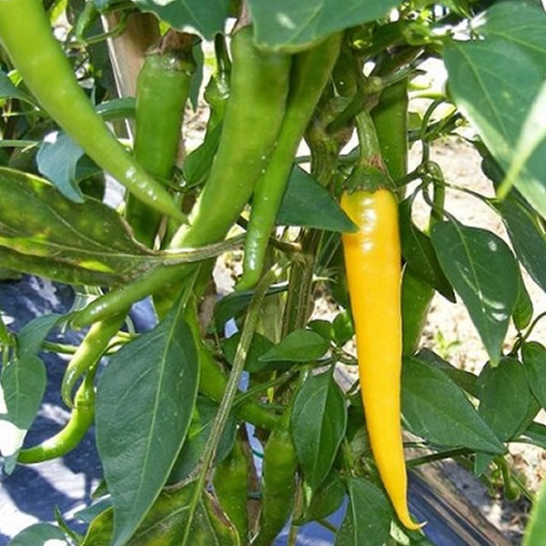 Cayenne Yellow Chili Pepper Seeds main image