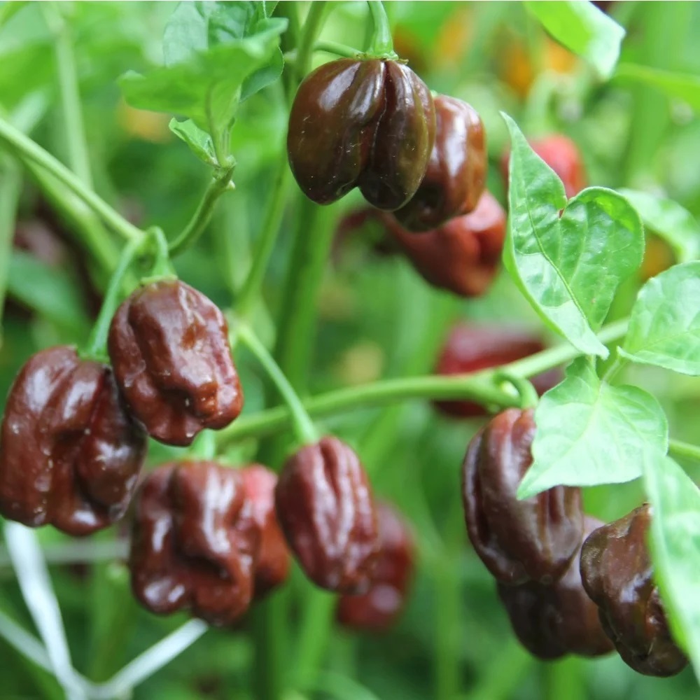 Habanero Chocolate Chili Pepper Seeds growing on plant