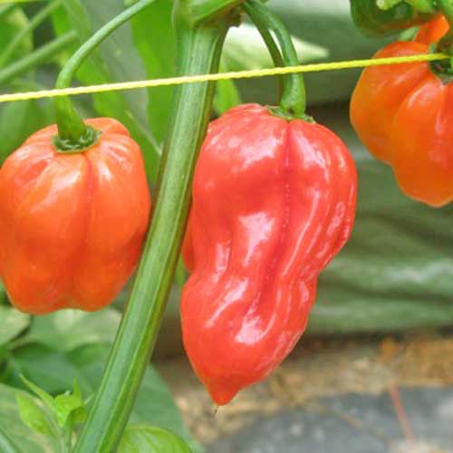 Habanero Red Chili Pepper Seeds main image