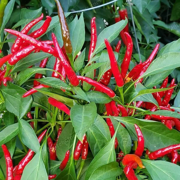 Thai Dragon Chili Pepper Seeds growing on plant