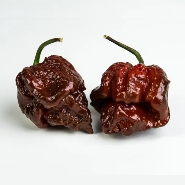 Trinidad Scorpion Chocolate Chili Pepper Seeds styled presentation