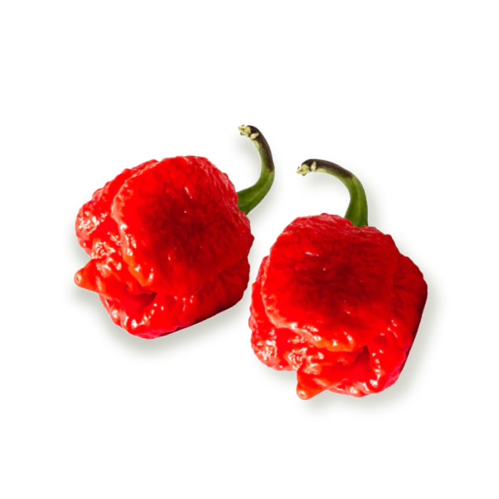 Trinidad Scorpion Red Chili Pepper Seeds styled presentation