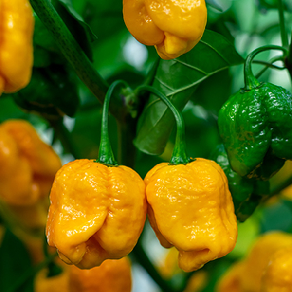 Trinidad Scorpion Yellow Chili Pepper Seeds growing on plant