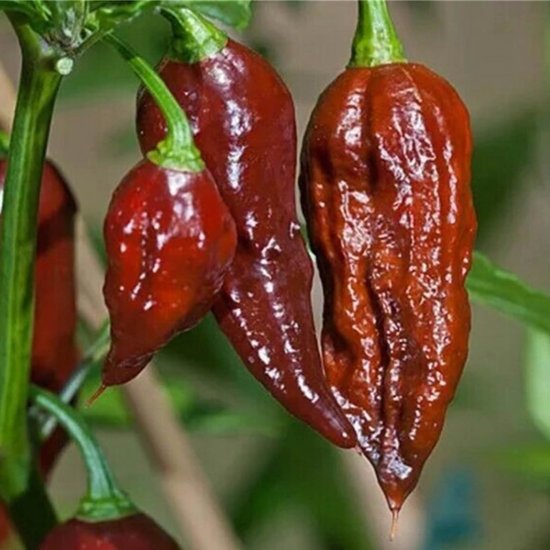 Bhut Jolokia Chocolate Chilli Pepper Seeds main image