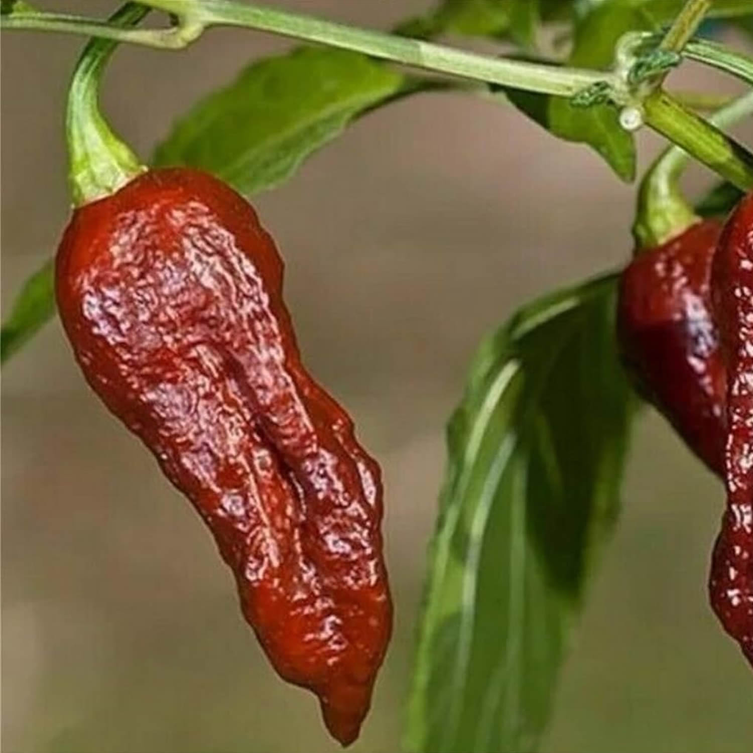 Bhut Jolokia Chocolate Chilli Pepper Seeds growing on plant