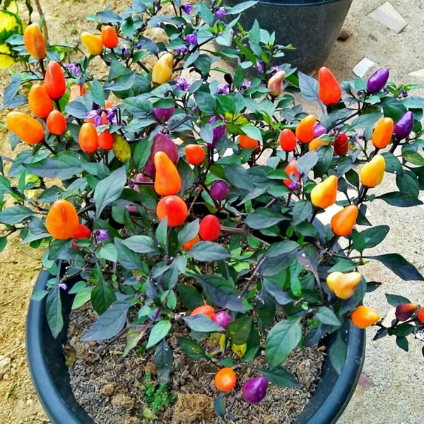 Bolivian Rainbow Chilli Pepper Seeds main image