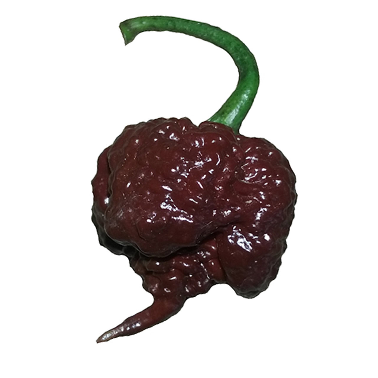 Carolina Reaper Chocolate Chilli Pepper Seeds styled presentation