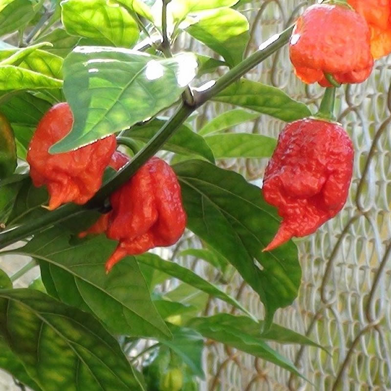 Carolina Reaper Red Chilli Pepper Seeds growing on plant