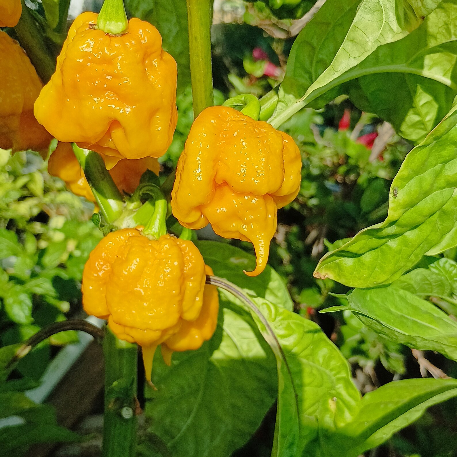 Carolina Reaper Yellow Chilli Pepper Seeds growing on plant