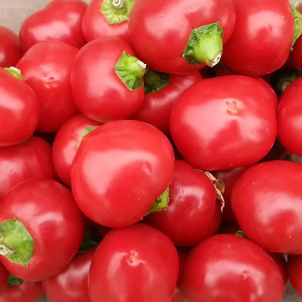Cherry Bomb Chilli Pepper Seeds styled presentation