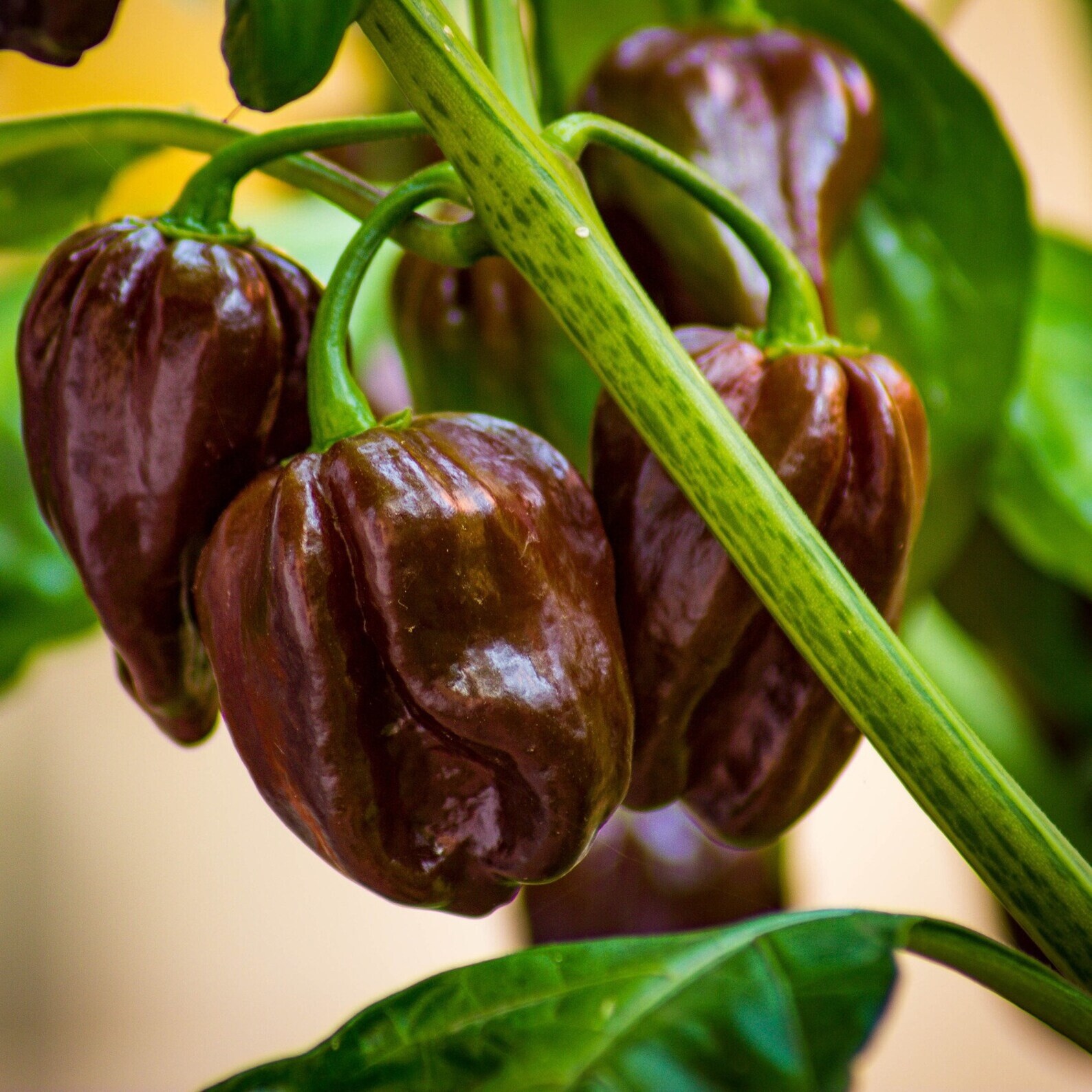 Habanero Chocolate Chilli Pepper Seeds main image